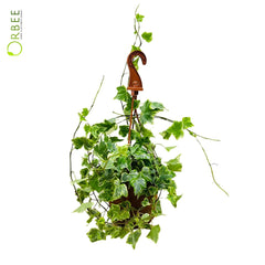 Hedera helix white wonder