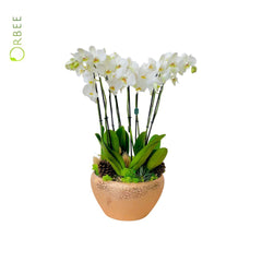 3pcs Phalaenopsis with Golden Pot