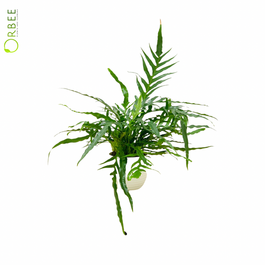 Aglaomorpha Coronans in Textured Planter