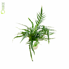 Aglaomorpha Coronans in Textured Planter