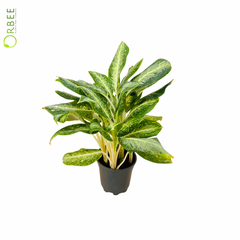 Aglaonema Green Agla