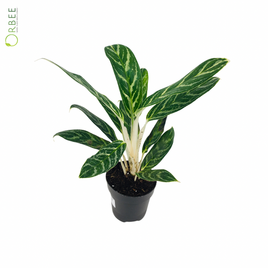 Aglaonema Ivy Green