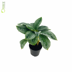 Aglaonema Lemon Mint