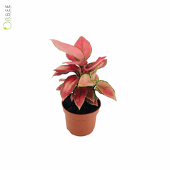 Aglaonema Pink