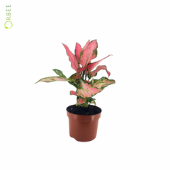 Aglaonema Pink Spotted