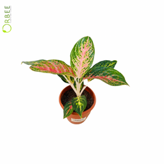 Aglaonema Rotundum Peacock