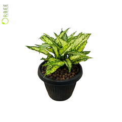 Aglaonema ‘Snow White’ in Classic Black Pot