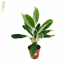 Aglaonema White Lime