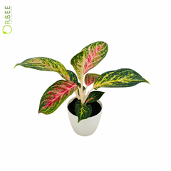 Aglaonema ‘Siam Aurora’ in Minimal White Pot