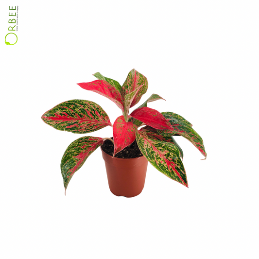 Aglaonema Mixed Luxe