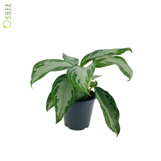 Aglaonema Silver Bay