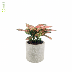 Aglaonema Valentine with Terrazzo GRC Pot