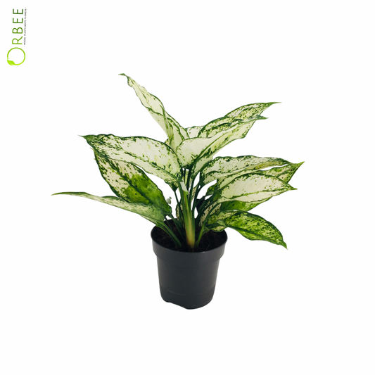 Aglaonema White Mix