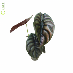 Alocasia Cuprea Red