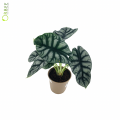 Alocasia Dragon Scale
