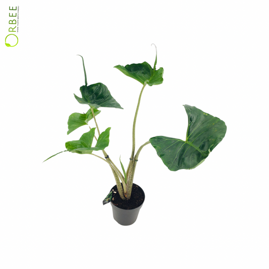 Alocasia Macror Stingray