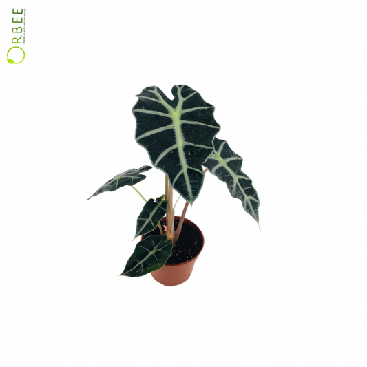 Alocasia Polly
