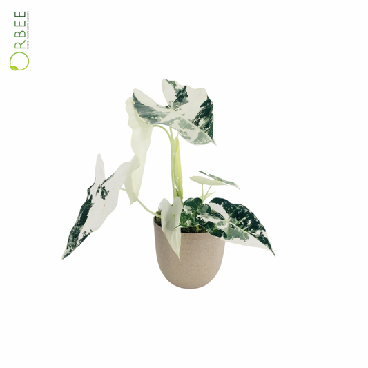 Alocasia Frydek With Cream Pot