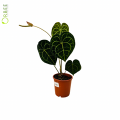 Anthurium Clarinervium