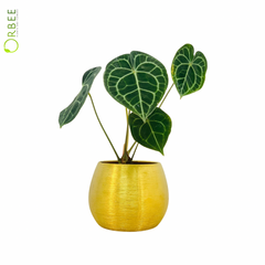 Anthurium Clarinervium in Gold Luxe Planter