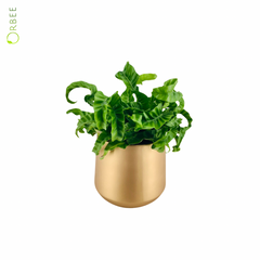 Asplenium Nidus with Gold Ceramic Pot