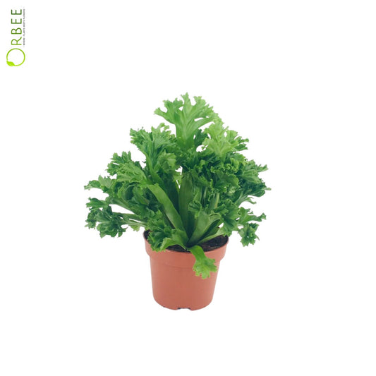 Asplenium antiquum leslie