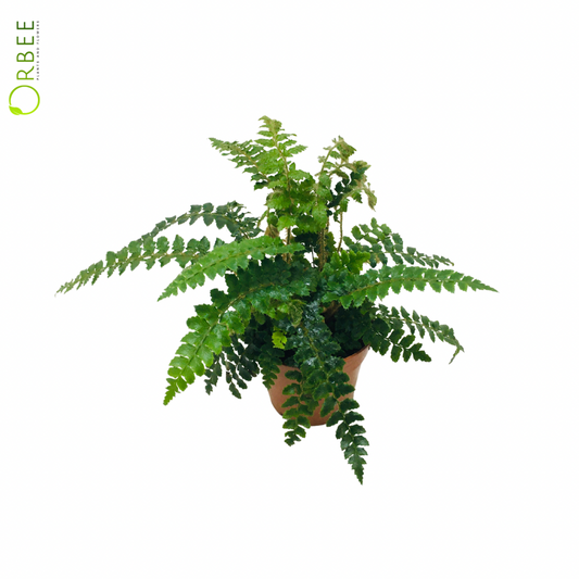 Athyrium