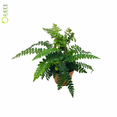 Athyrium