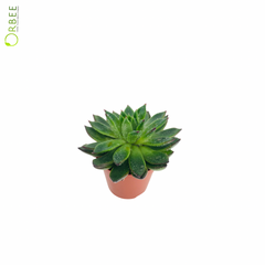Echeveria Miranda Flat