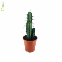 Cactus Myrtill Geome