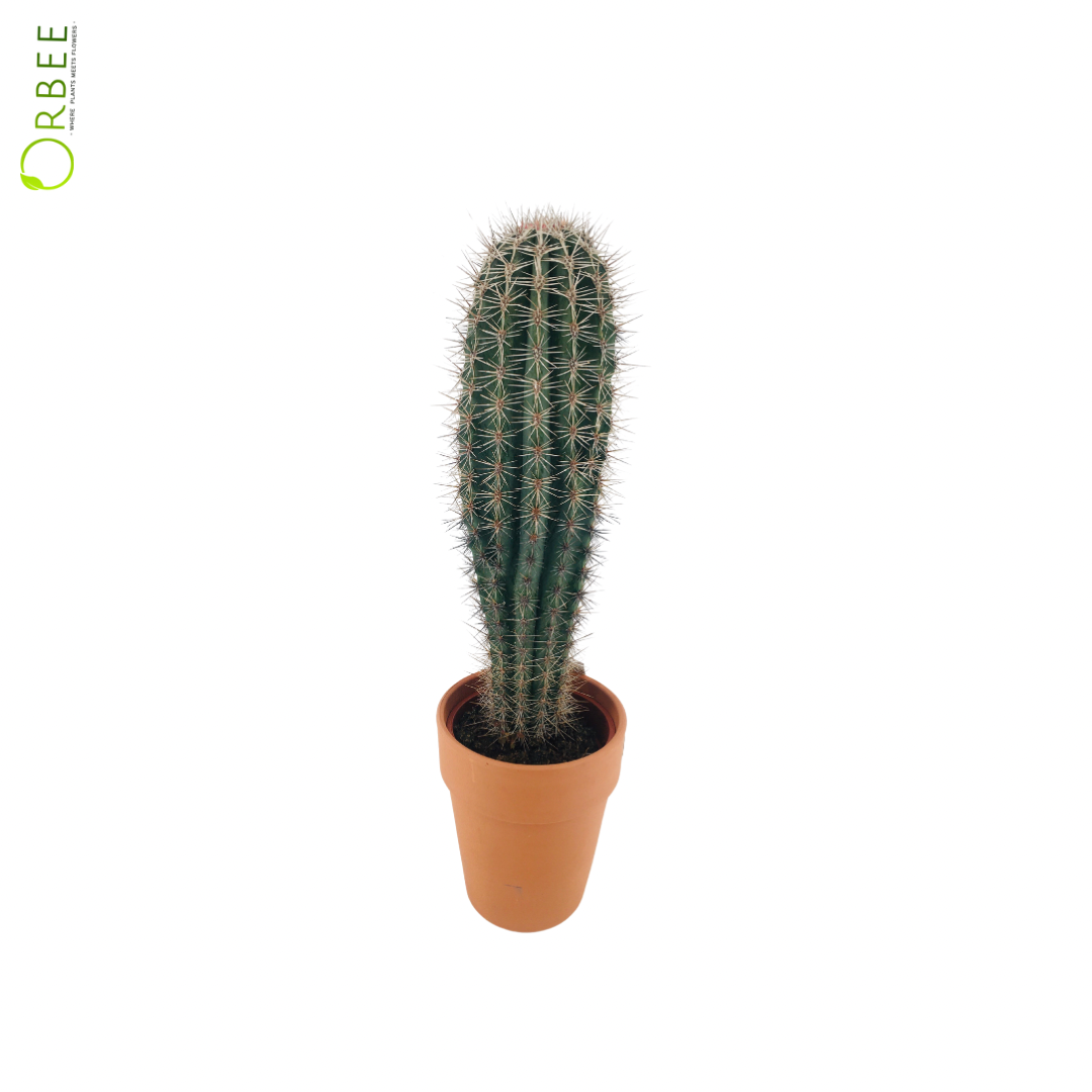 Cactus Mix Terracotta