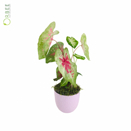 Caladium with Pink Textured Pot
