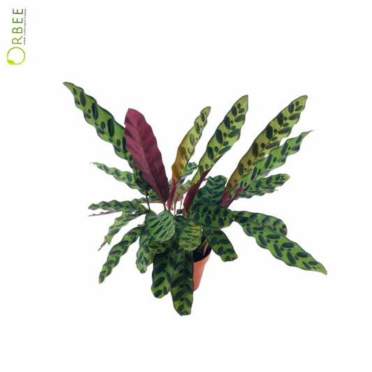 Calathea Lancifolia