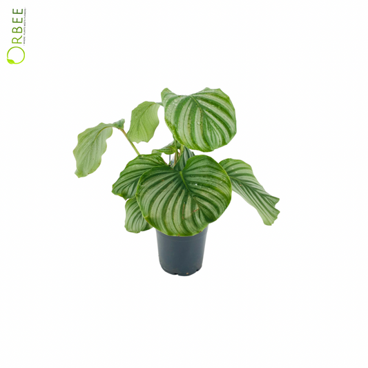 Calathea Orbifolia