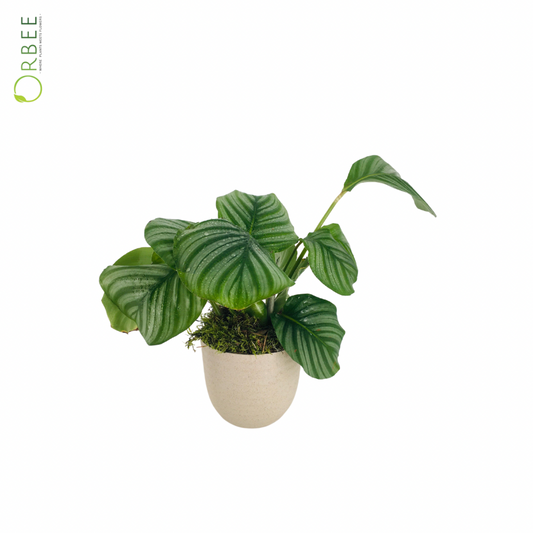 Calathea Orbifolia