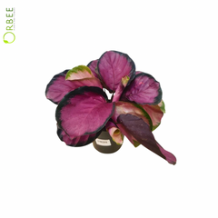 Calathea Roseopicta 'Crimson'