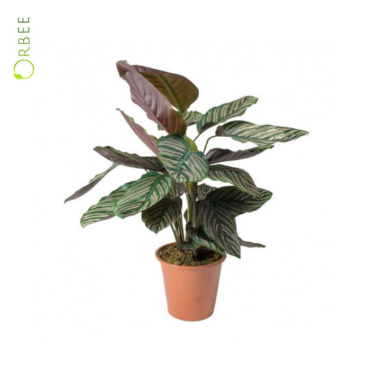Calathea Sanderiana