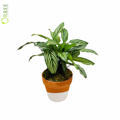 Calathea Vittata in Duo-Tone Planter