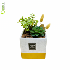 Chic Harmony Succulent Planter