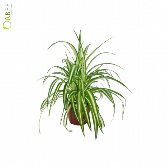 Chlorophytum Com. Variegatum