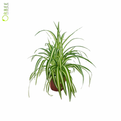 Chlorophytum Com. Variegatum