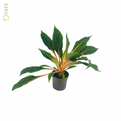 Chlorophytum Orch. Green Orange