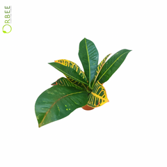 Codiaeum Var "Petra"