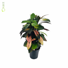 Codiaeum var ki Eburneum