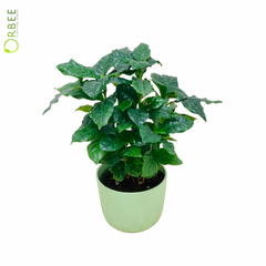 Coffea Arabica in Mint Ceramic Pot