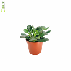 Crassula Ovata Argent