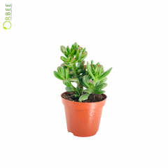 Crassula Ovata Hobbit
