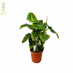 Dieffenbachia Reflector