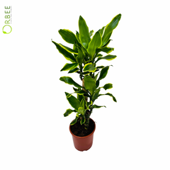 Dracaena Fr Gold Coast