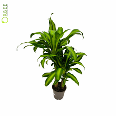 Dracaena fr. Massangeana